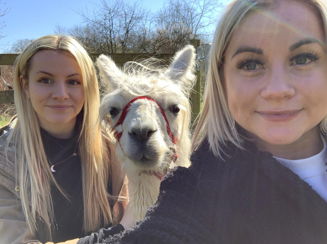 Norfolk Llamas景点图片