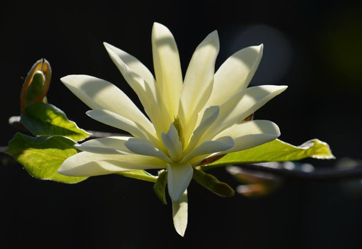 Nyhagens Tradgard-Lekvad必去景点