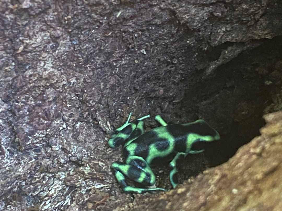 La Palapa Eco Lodge Resort主图