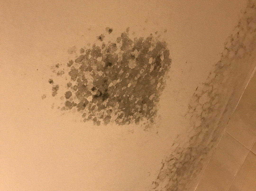 Starfish Las Palmas主图