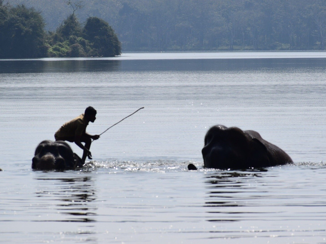 Sakrebailu Elephant Camp景点图片