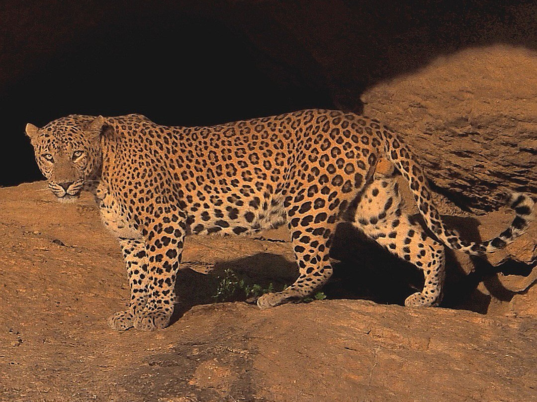 Leopard Hills-Bera必去景点