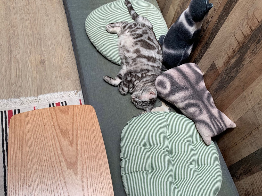 Meomi Cat Café-新加坡必去景点