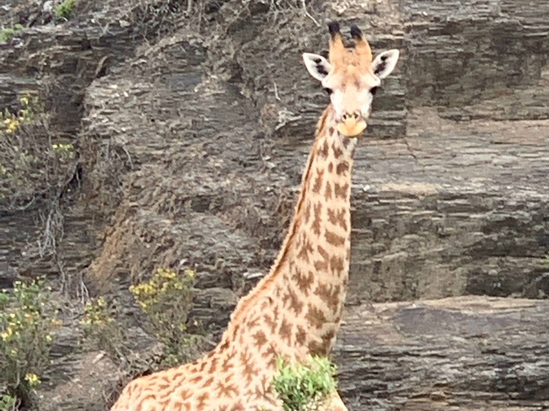 Garden Route Game Lodge Day Safaris-阿尔贝蒂娜必去景点