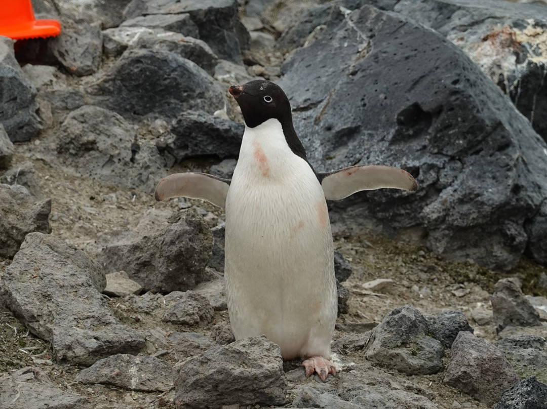 Paulet Island-Antarctic Peninsula必去景点