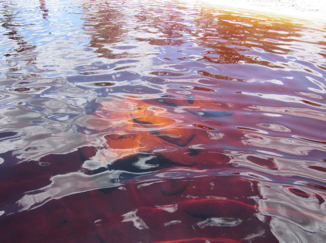 Reserva Natural Rolinha-do-Planalto-Botumirim必去景点