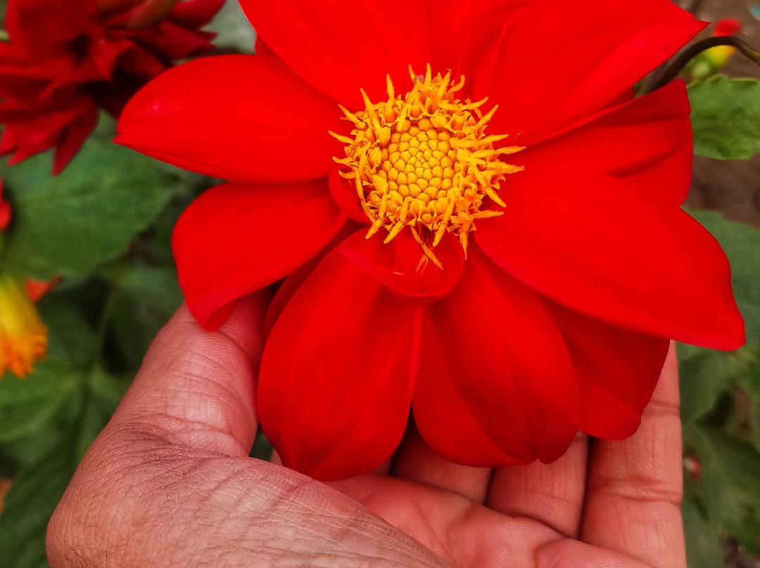 Shakshi Ayurveda Yogasharam景点图片