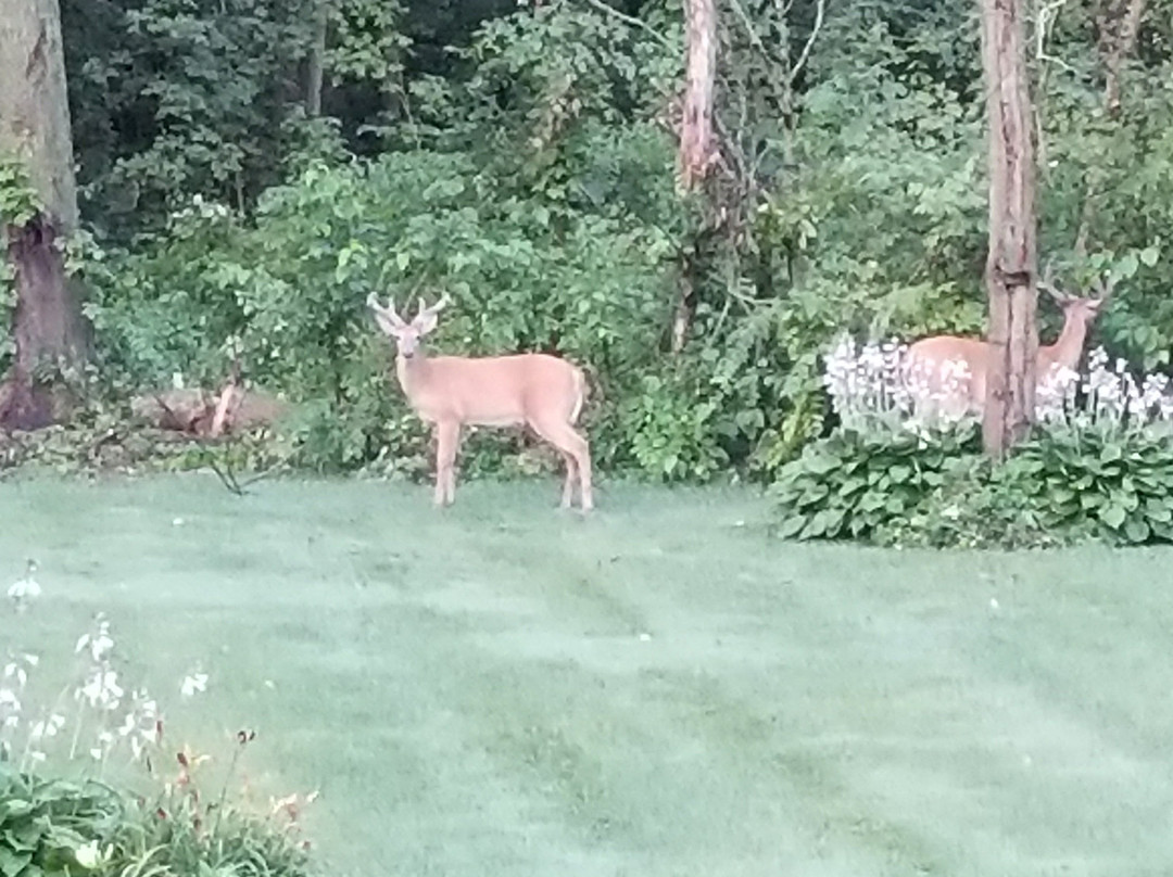 Haisley's Hideaway Bed & Breakfast主图