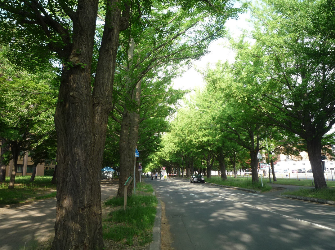 Hokkaido University Gingko Trees-札幌市必去景点