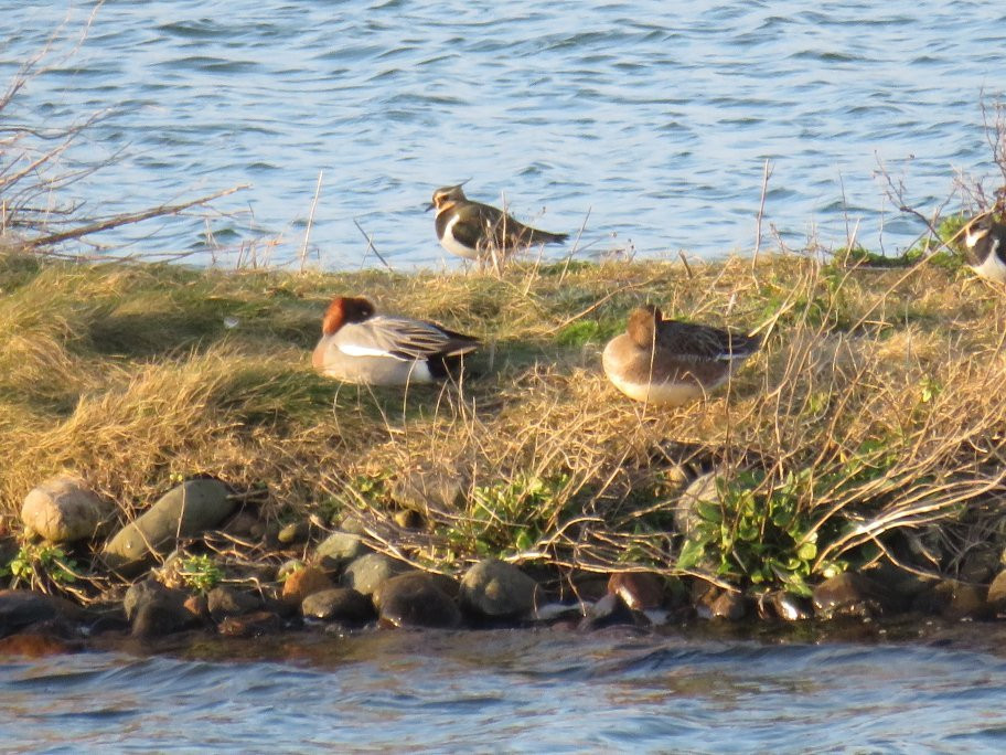 South Walney Nature Reserve景点图片