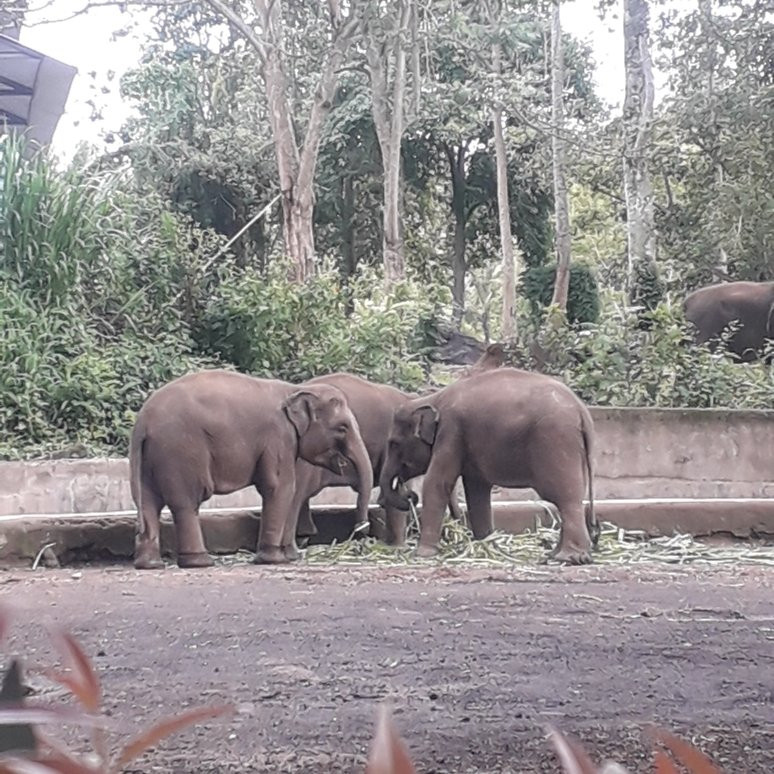 巴厘大象营景点图片