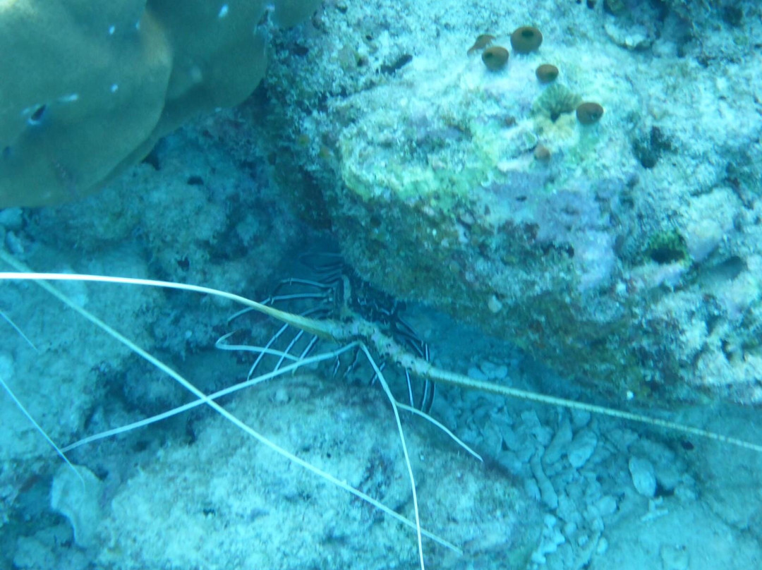 Sea Explorer-Fonimagoodhoo Island必去景点