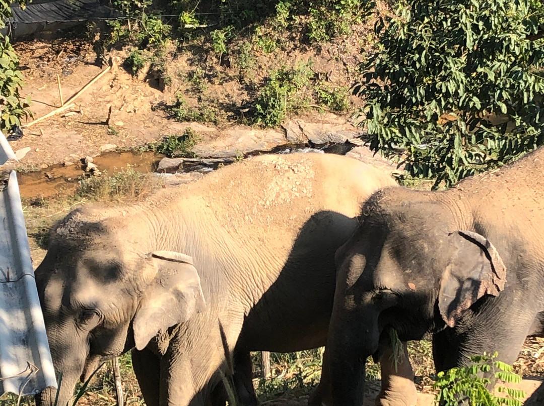 Karen Elephant Habitat-Mae Win必去景点