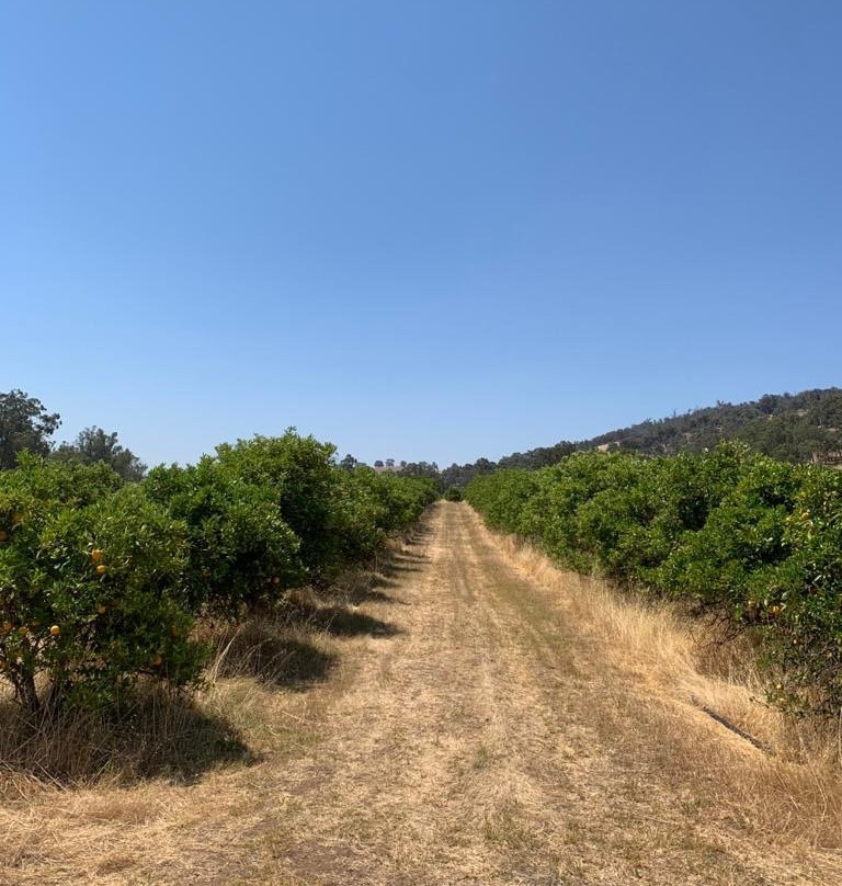 The Orchard Perth景点图片