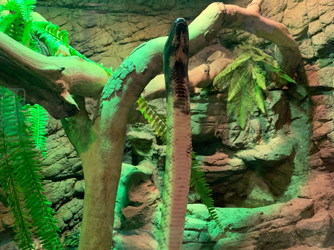 Canberra Reptile Zoo景点图片