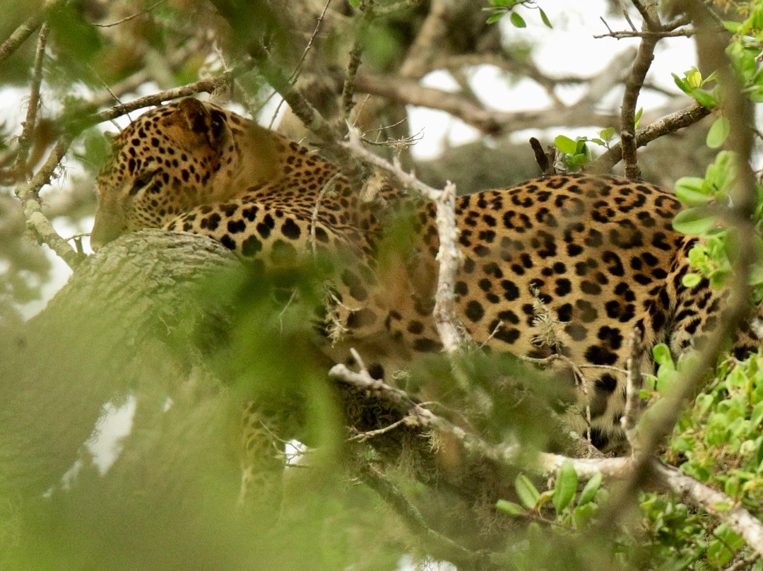 L S L Adventure Travels & Tours-Marawila必去景点