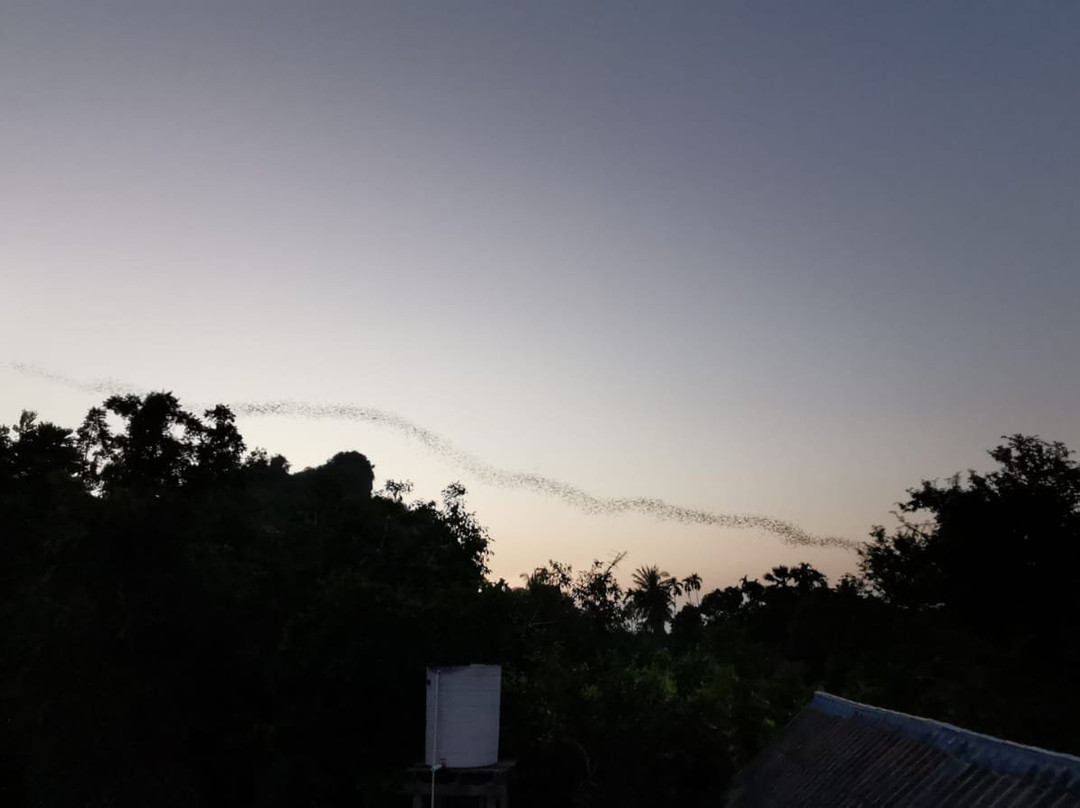 Nayang Bat Cave景点图片