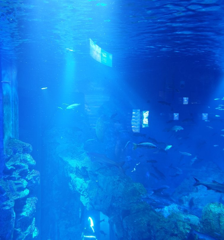 Danuri Aquarium-丹阳郡必去景点