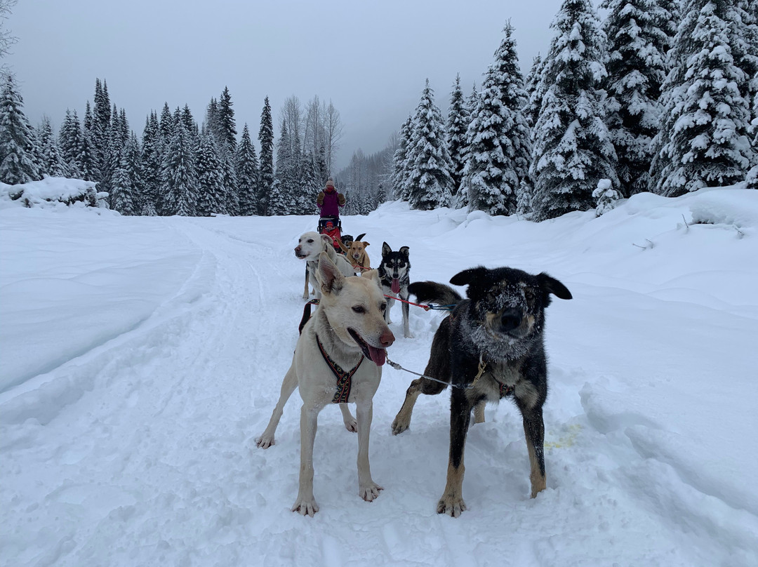 Cold Fire Creek Dogsledding景点图片