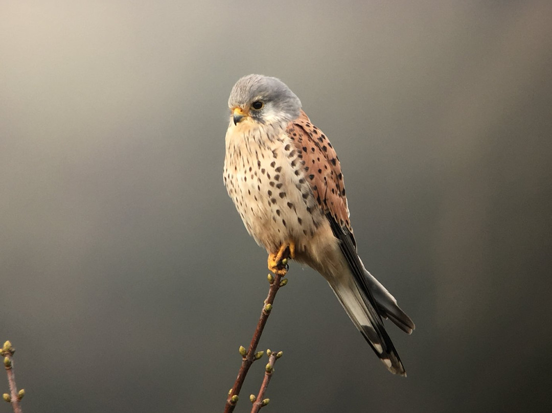 Birds Of Poole Harbour Events景点图片