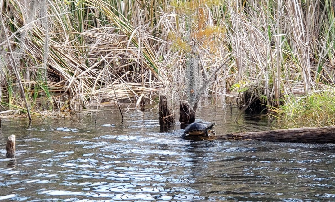 Orlando Lake Tours景点图片