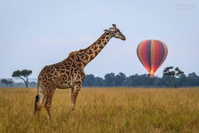 Afrikan Safaris景点图片