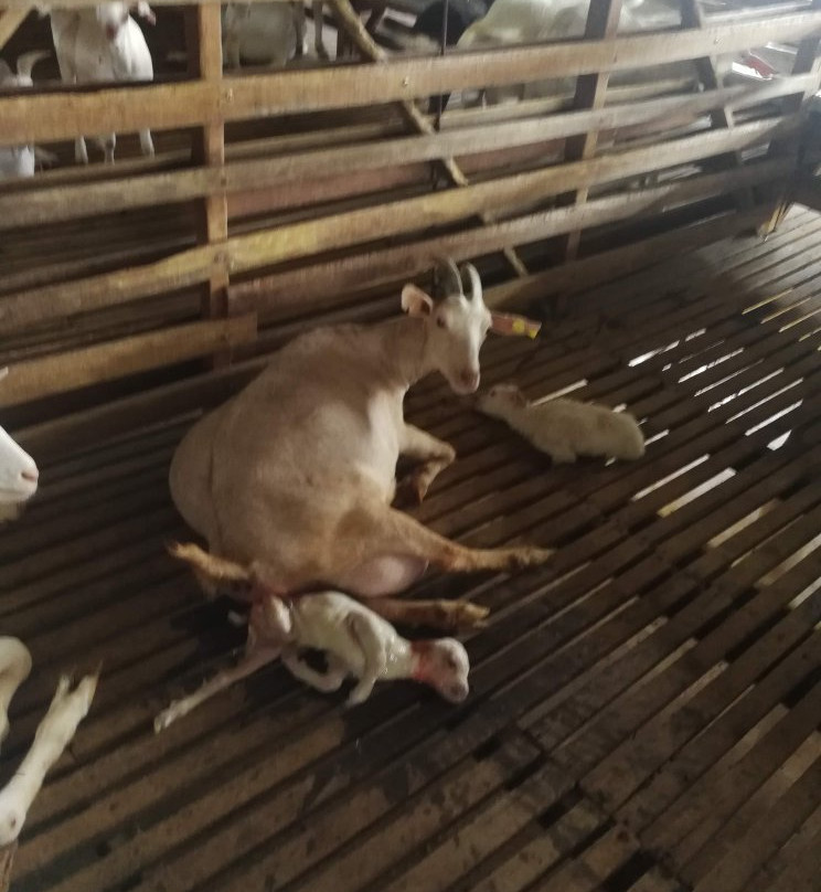 BSL Ecofarm-Ayer Hitam必去景点