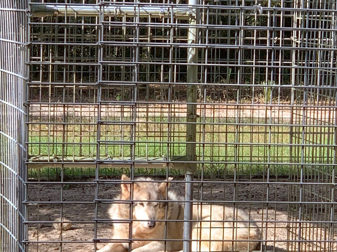 Forest Animal Rescue