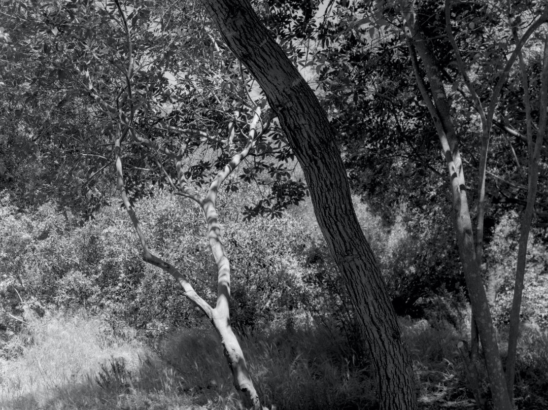 Arden Helena Modjeska Historic House and Gardens-莱克福里斯特必去景点