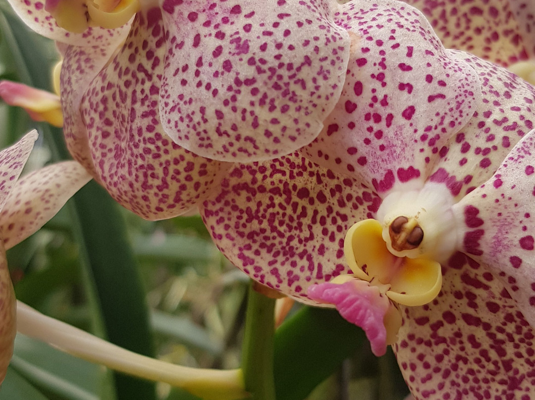 Private Guide in Chiang Mai-清迈必去景点