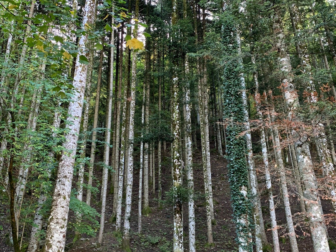 Foresta di Vallombrosa-雷杰洛必去景点
