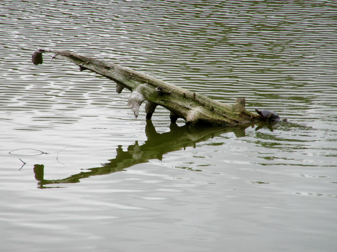 Fairy Lake Trail景点图片