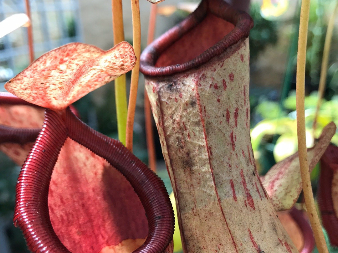 Newmans Nursery景点图片