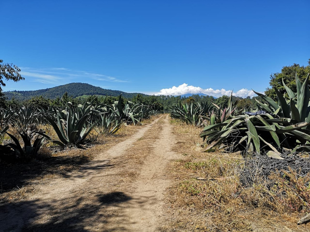 Rancho Magueyero San Isidro Ruta Del Pulque景点图片