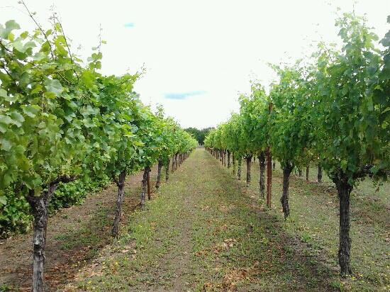 Tesoaria Vineyard & Winery景点图片