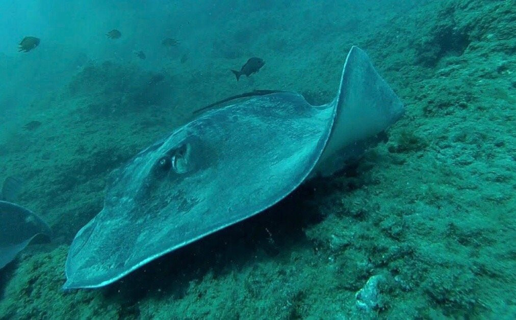 Buceo Tenerife-拉斯加勒塔斯必去景点