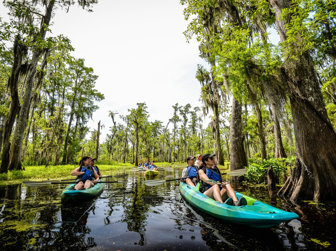 Wild Louisiana Kayak Swamp Tours景点图片