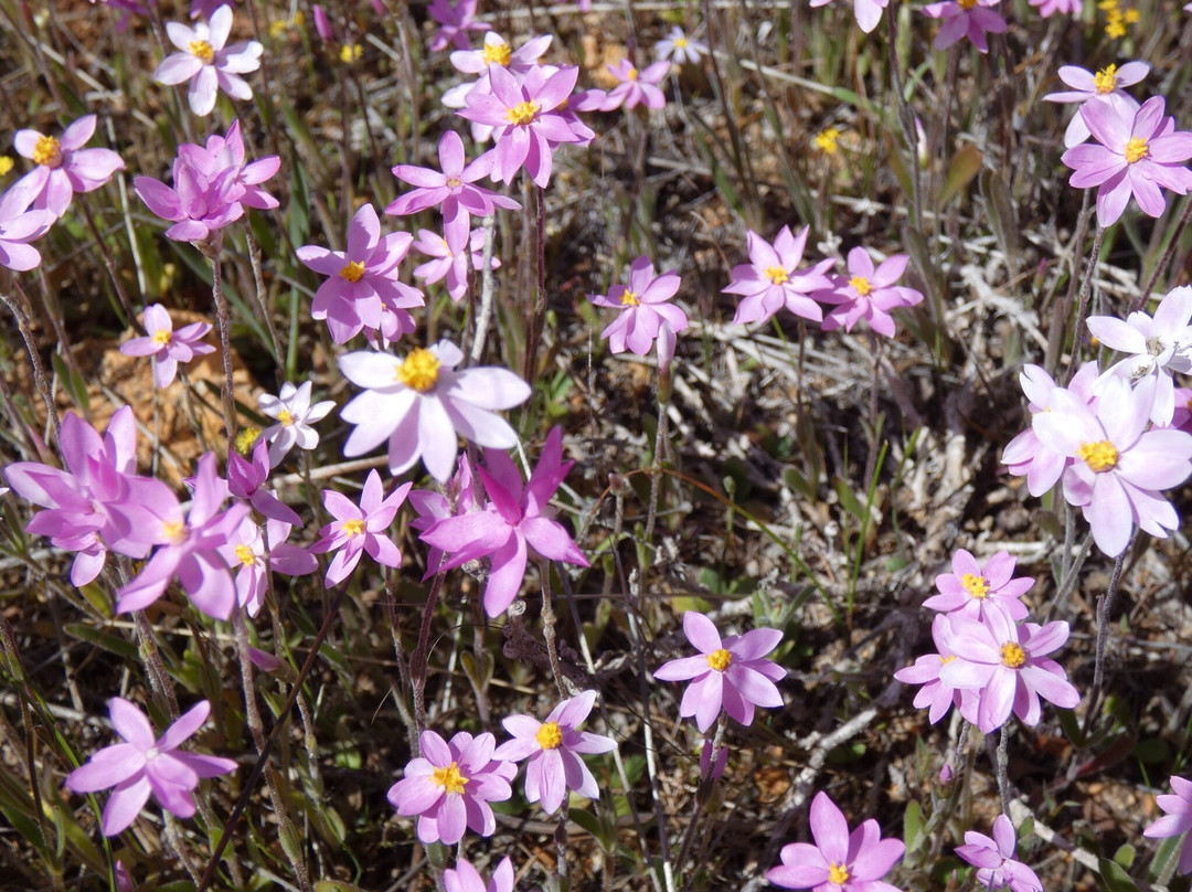 Kellerberrin Hill Lookout