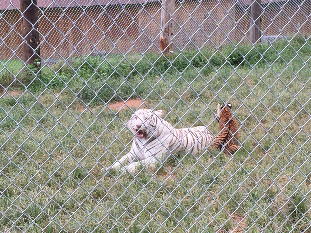 Creation Kingdom Zoo