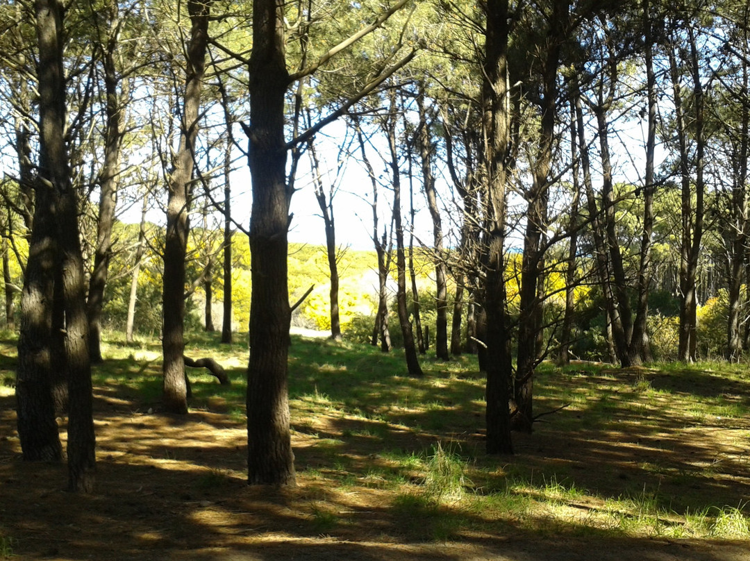 Parque Miguel Lillo景点图片