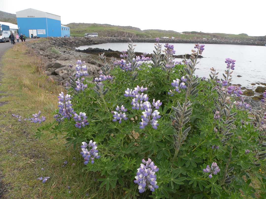 Gallery Freevilli-Djupivogur必去景点