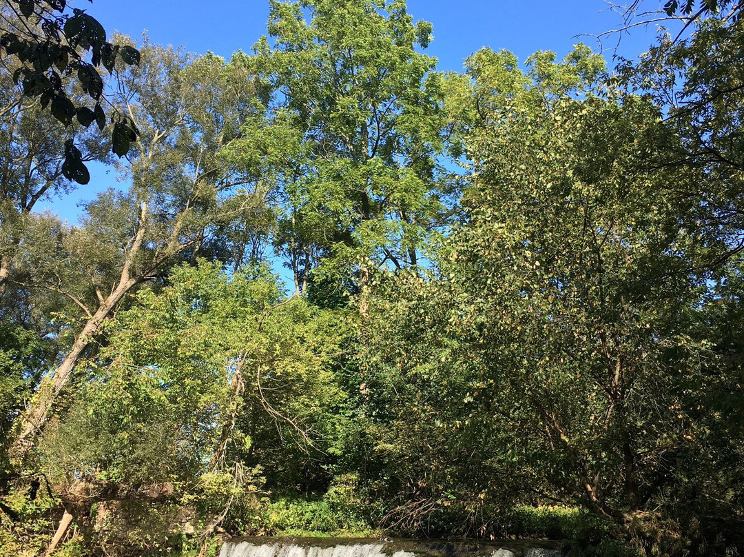 Lynn River Falls景点图片