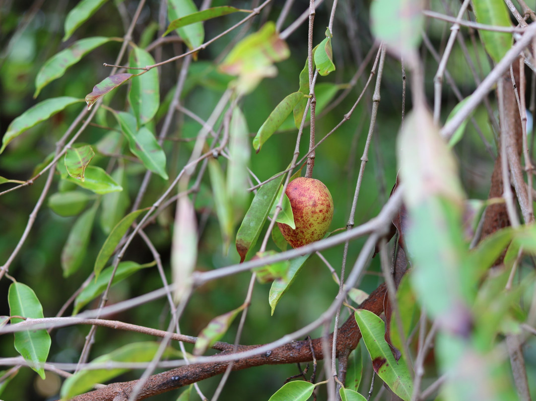 Pousada Mangabeiras主图