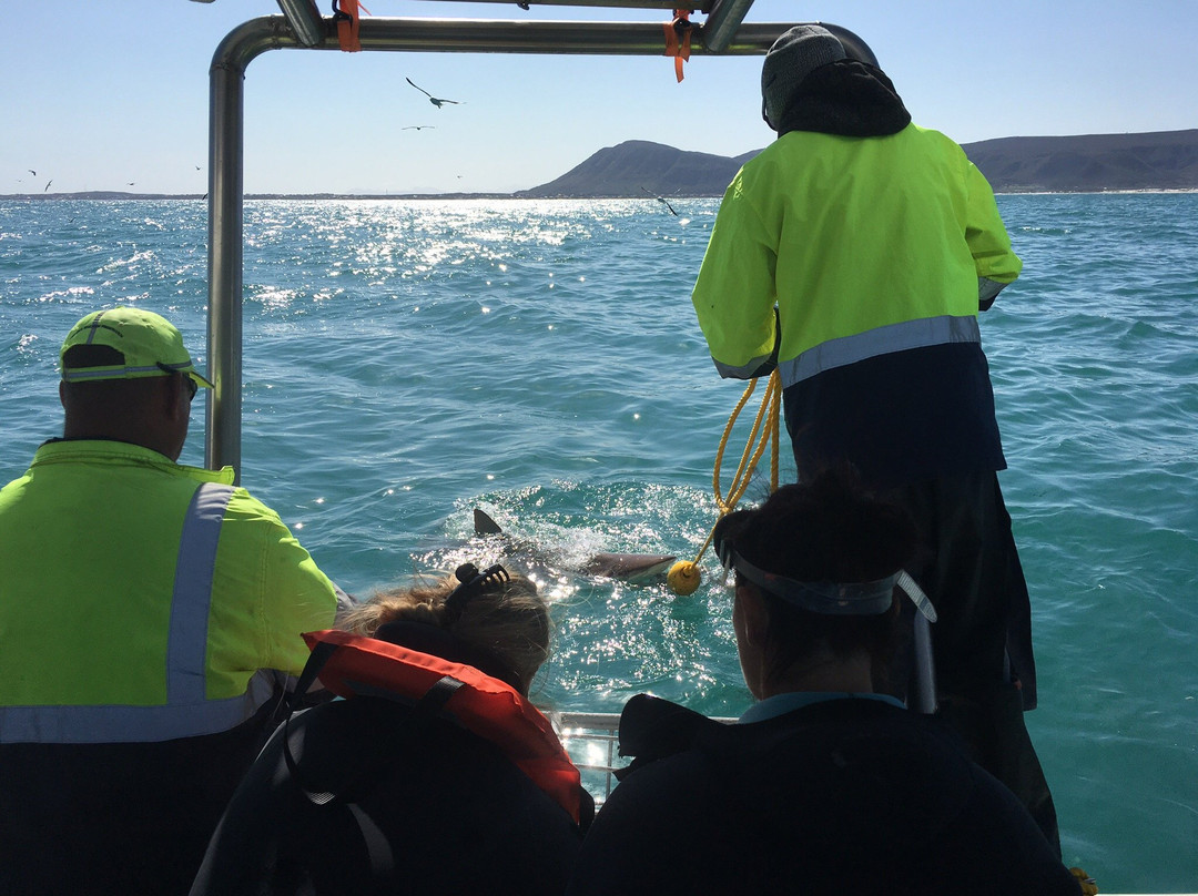 White Shark Ventures-Kleinbaai必去景点