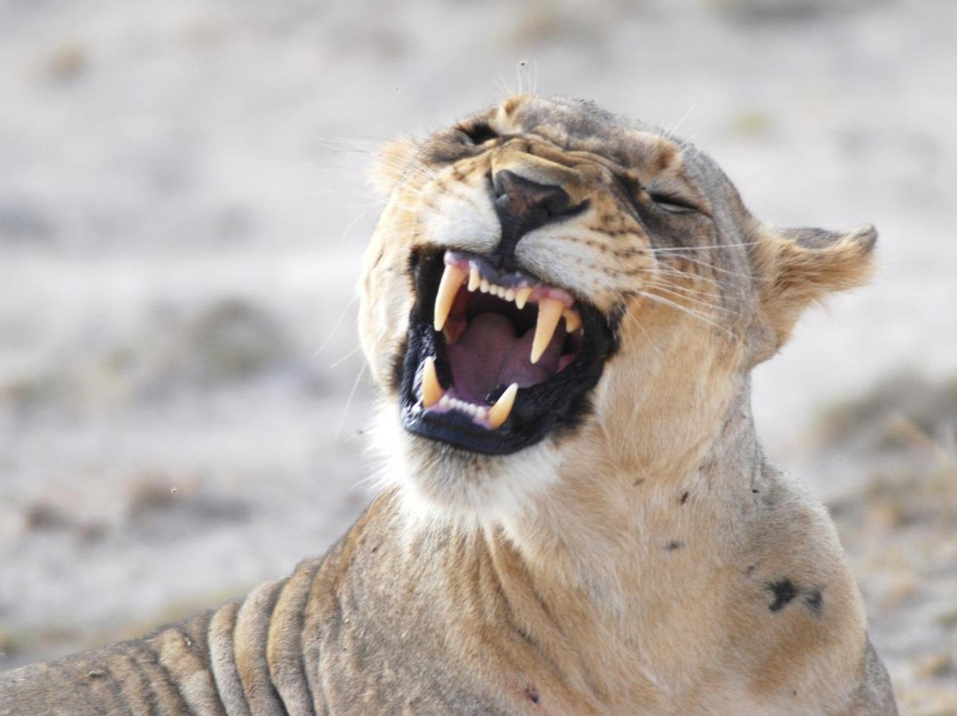 Unco Adventures-莫西必去景点