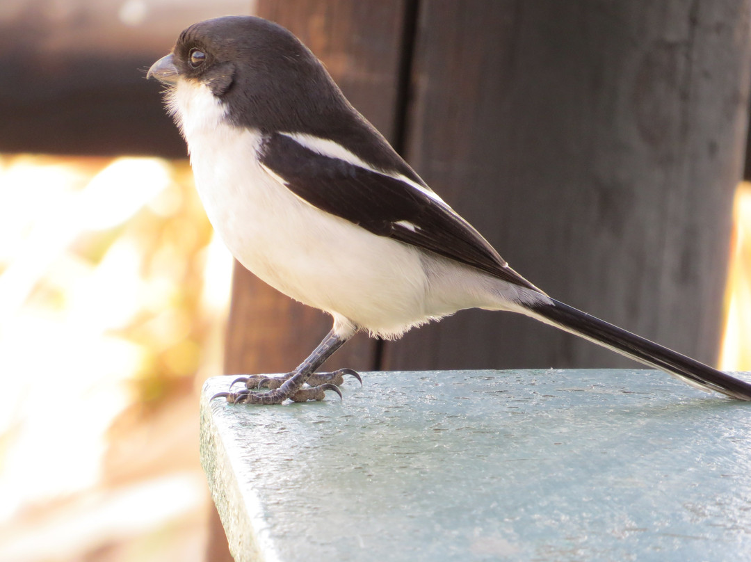 Marievale Bird Sanctuary景点图片