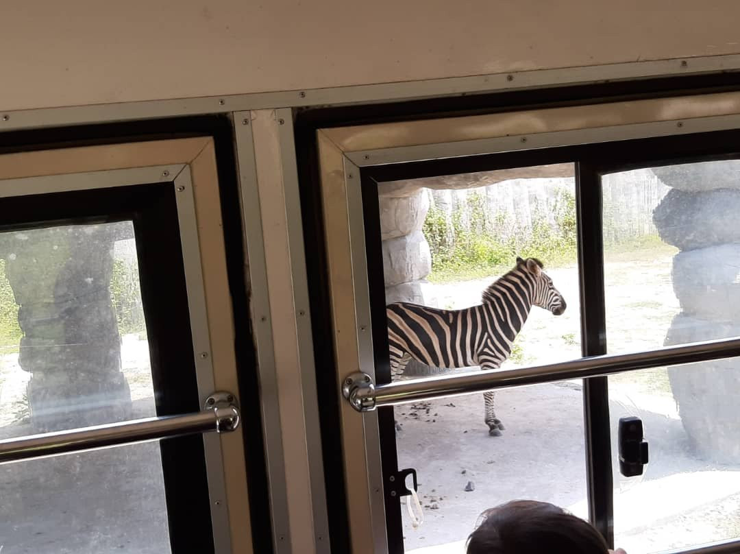 Bukit Gambang Safari Park景点图片