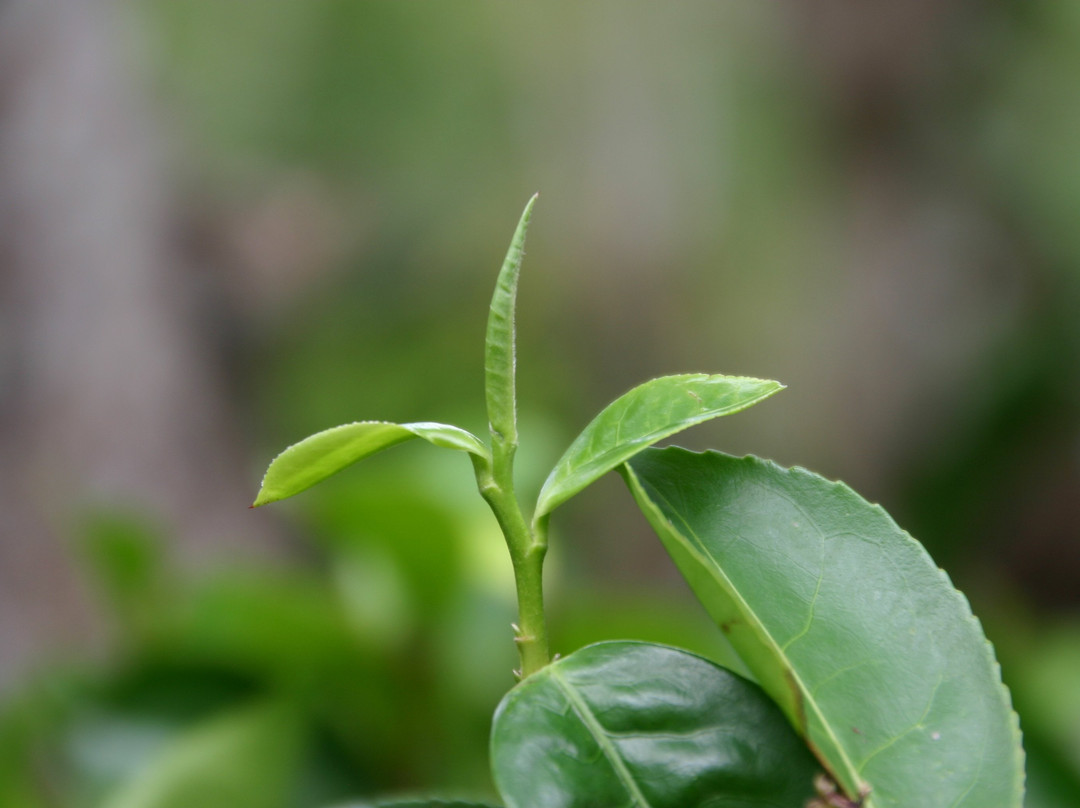 Amba Estate Farmstay主图