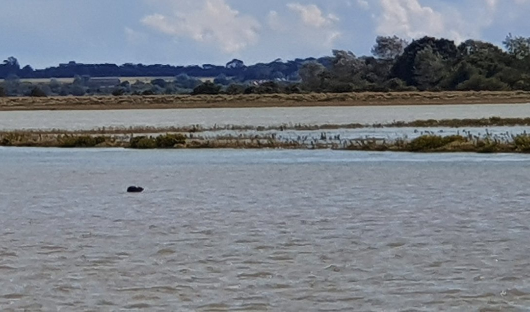 Wildlife Boat Trips景点图片