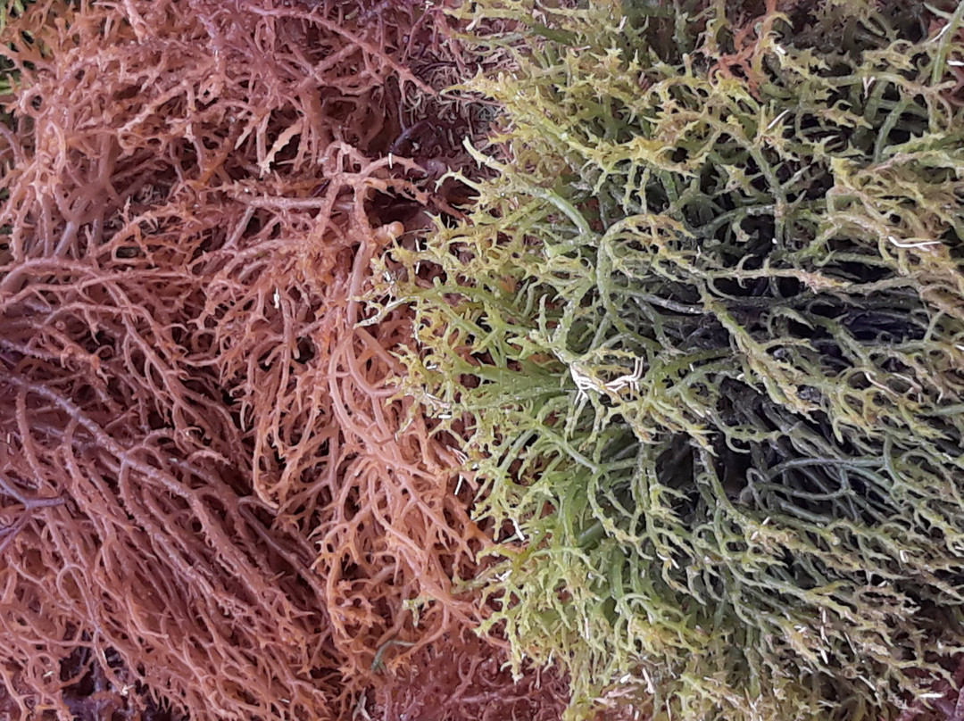 Jambiani Tours-江比阿尼必去景点